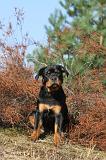 ROTTWEILER 040